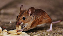 24 Hour & Emergency Exterminators in Creston, IL